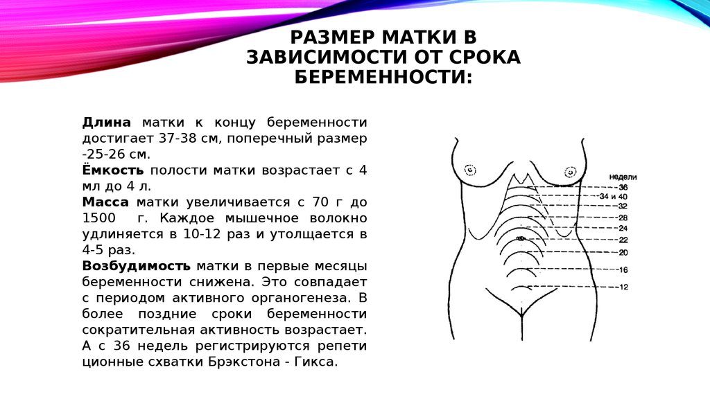 Расположение матки при беременности по неделям в картинках