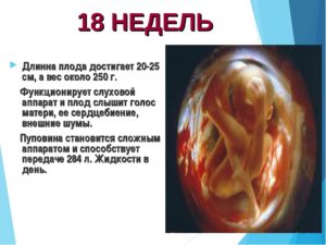 Размеры плода на 18 неделе беременности