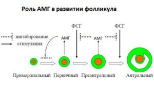 При низком амг стимуляция овуляции