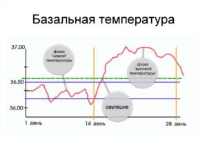 Базальная температура в день овуляции