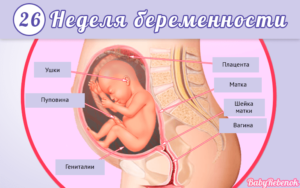 Как часто шевелится ребенок на 27 неделе беременности