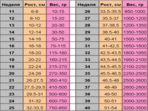 Вес плода в 19 недель беременности норма