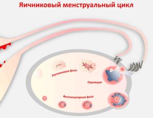 Может ли быть овуляция раньше середины цикла