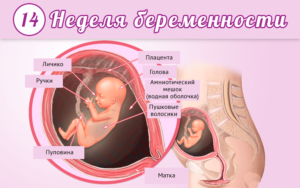 На 14 неделе беременности тянет живот