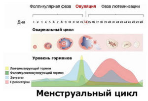 Беременность в день овуляции