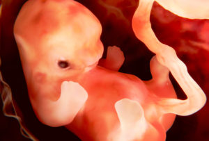 Что происходит с эмбрионом на 6 неделе беременности