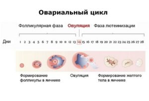 В течение какого времени после овуляции можно забеременеть