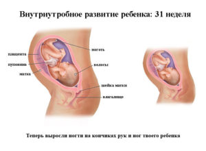 Питание на 31 неделе беременности