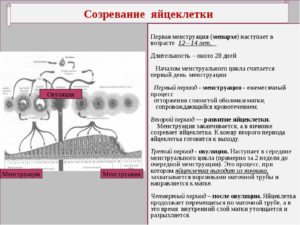 Как созревают фолликул и яйцеклетка что происходит при овуляции