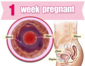 1 неделя беременности после зачатия ощущения