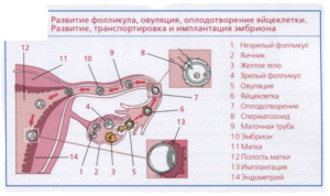 Как созревают фолликул и яйцеклетка что происходит при овуляции