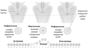 Шейка матки при овуляции