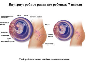 7 неделя беременности ощущения