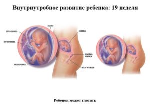 19 неделя беременности что происходит с малышом