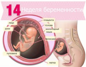 Где находится ребенок на 14 неделе беременности