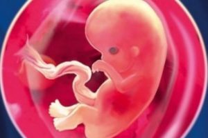 Как выглядит эмбрион на 7 неделе беременности