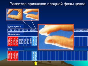 Как распознать овуляцию по ощущениям