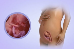 Беременность 20 недель развитие плода и ощущения