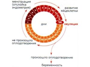 Как забеременеть не во время овуляции