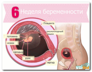 Признаки беременности на 6 неделе