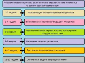 35 неделя беременности болит низ живота и поясница