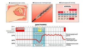 В течение какого времени после овуляции можно забеременеть