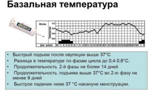 Как измерить базальную температуру для определения овуляции