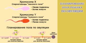 Планирование пола ребенка по овуляции