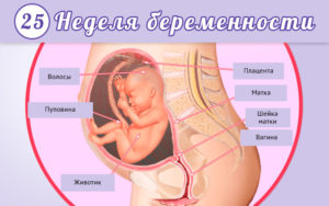 Частота шевелений на 23 неделе беременности