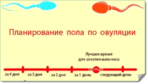 Планирование пола ребенка по овуляции