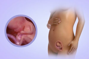 15 недель беременности размер плода