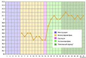 Базальная температура при беременности и овуляции