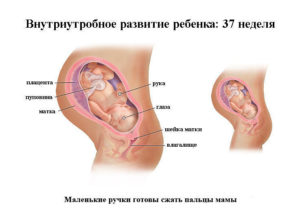 37 неделя беременности что происходит с малышом