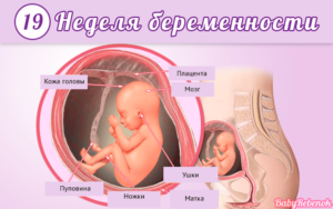 Как понять шевеления ребенка на 19 неделе беременности