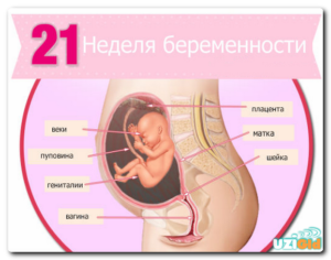 Шевеление плода на 22 неделе беременности