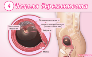 4 недели беременности от зачатия что происходит