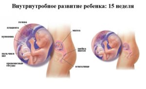 Температура на 15 неделе беременности