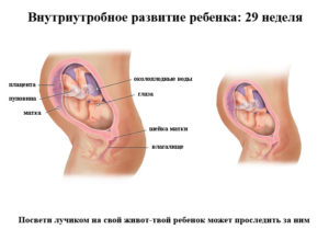 29 я неделя беременности