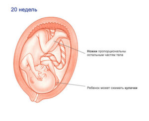 Ребенок в 20 недель беременности размеры плода