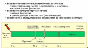 Как вызвать овуляцию народными средствами