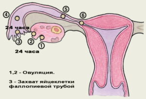 Почему болезненно проходит овуляция