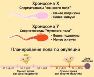 За сколько дней до овуляции можно забеременеть девочкой