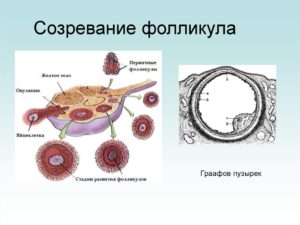 Как созревают фолликул и яйцеклетка что происходит при овуляции