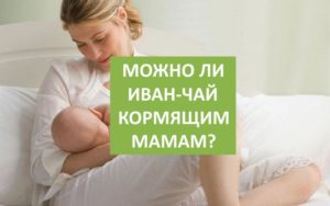 Можно ли иван чай пить кормящей маме