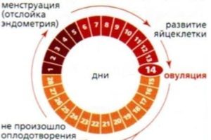 В какой период происходит овуляция