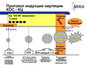 Препараты для стимуляции овуляции при эко