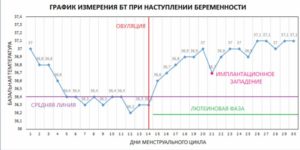 Базальная температура после овуляции если произошло оплодотворение