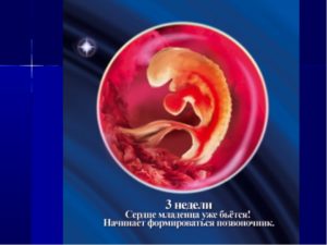 Как выглядит эмбрион на 3 недели беременности