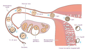 После овуляции что происходит