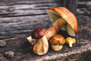 Можно ли грибы кормящей маме
